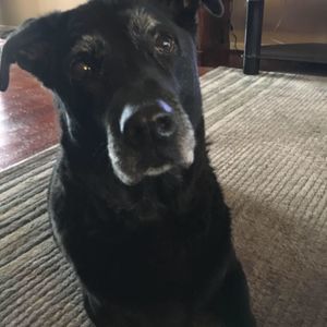 Meet your Posher, Robert